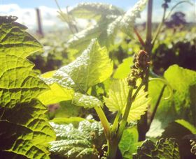 Punt Road Winery - Hotel NSW 0