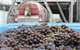 Punt Road Winery - thumb 4