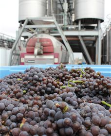 Punt Road Winery - Hotel NSW 4