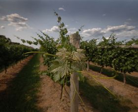 Punt Road Winery - Hotel NSW 7