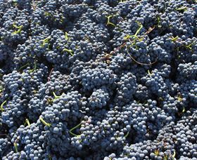 Punt Road Winery - Hotel NSW 6