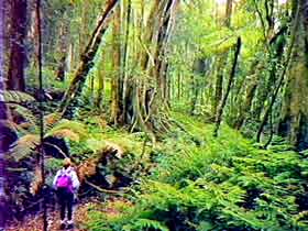 Bunya Mountains National Park - Hotel NSW 1
