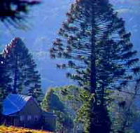 Bunya Mountains National Park - Hotel NSW