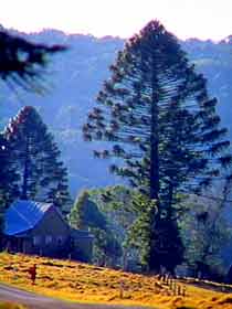 Bunya Mountains National Park - Hotel NSW 0