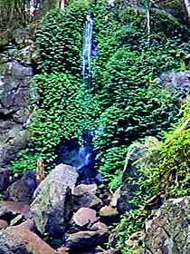 Bunya Mountains National Park - Hotel NSW 2