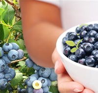 Jolly Berries - Hotel NSW
