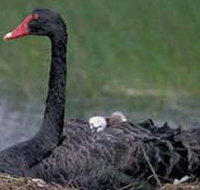 French Island Marine National Park - Hotel NSW