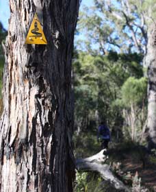 Mount Dale Walk Trail - Hotel NSW 1