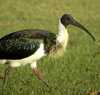 Toowoomba Water Bird Habitat - Hotel NSW
