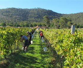 Savina Lane Premum Wines - Hotel NSW 1