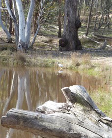 Mulligans Flat - Hotel NSW 0