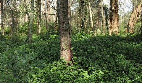 Second Ponds Creek Walk - Hotel NSW 1