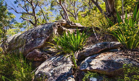 Canoelands Ridge Walking Track - Hotel NSW 1