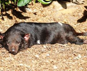 Symbio Wildlife Park - Hotel NSW 0