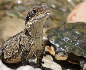 Symbio Wildlife Park - Hotel NSW 3