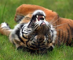 Symbio Wildlife Park - Hotel NSW 6