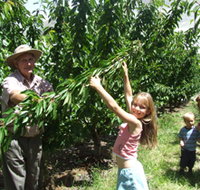 Forest Range Cherries - Hotel NSW