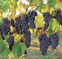 Hills Short Wine and Food Trail - Hotel NSW