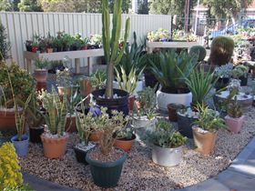 Cactus Creations - Hotel NSW 1