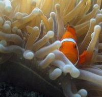 Beaver Reef Dive Site - Hotel NSW