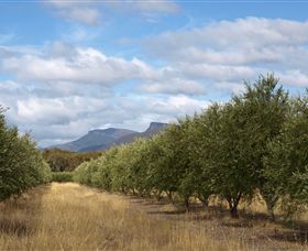 Red Rock Olives - Hotel NSW 1