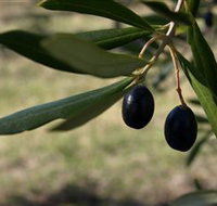 Red Rock Olives - Hotel NSW