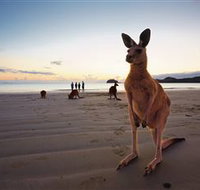 Wallabies on the Beach at Cape Hillsborough - Hotel NSW