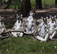 Savannah Visitor Plaza Taronga Western Plains Zoo Dubbo - Hotel NSW