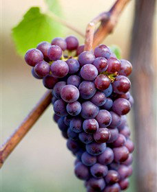 Ellender Estate - Hotel NSW 6