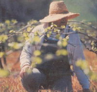 Canobolas Smith Winery - Hotel NSW