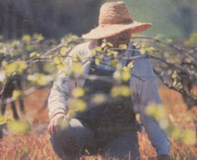 Canobolas Smith Winery - Hotel NSW 0