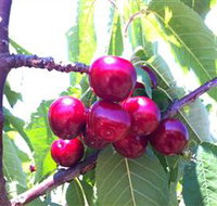 Ballinaclash Orchard and Cellar Door - Hotel NSW