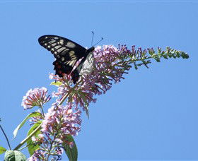 Albury Botanic Gardens - Hotel NSW 5