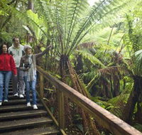 Otway Fly Treetop Adventures - Hotel NSW