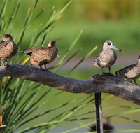 Jerrabomberra Wetlands - Hotel NSW