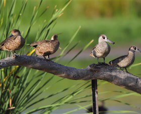 Jerrabomberra Wetlands - Hotel NSW 0