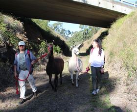 Ottaba Llamas - Hotel NSW 1