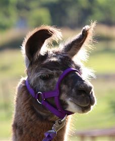 Ottaba Llamas - Hotel NSW 3