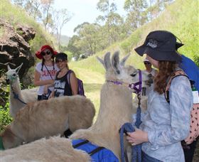 Ottaba Llamas - Hotel NSW 2