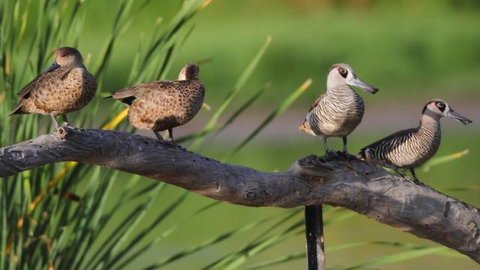 Jerrabomberra Wetlands - Hotel NSW 2