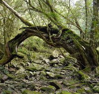 Mitchell River Walking Track - Hotel NSW