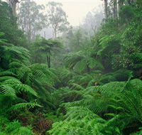 Tarra Bulga National Park - Hotel NSW