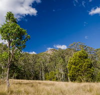 Brush Turkey track - Hotel NSW