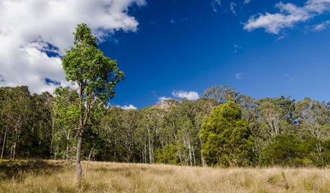 Brush Turkey Track - Hotel NSW 0