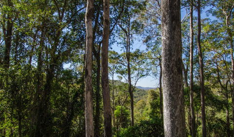 Basin Loop Track - Hotel NSW 3
