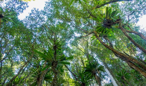 Hidden Treasure Track - Hotel NSW 2