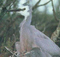 Jack Smith Lake State Game Reserve - Hotel NSW