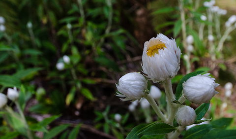 Werrikimbe National Park - Hotel NSW 3