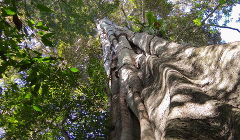 Moore Park Nature Reserve - Hotel NSW 1