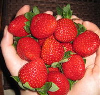 The Strawberry Farm - Hotel NSW